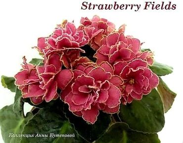 Otaq bitkiləri: 5 — 25