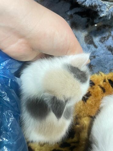 лысый кот сфинкс: Отдам котенка в добрые руки, возраст 2 месяца к лотку приучен