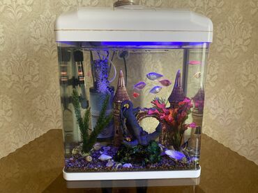 аквариум бишкек цена: Продаётся аквариум с рыбками и со всем оборудованием. Цена 9000 сом