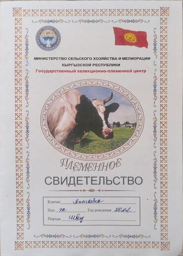 сколько стоит коза дойная купить: Продаю | Корова (самка) | Швицкая | Для молока, Для разведения | Племенные