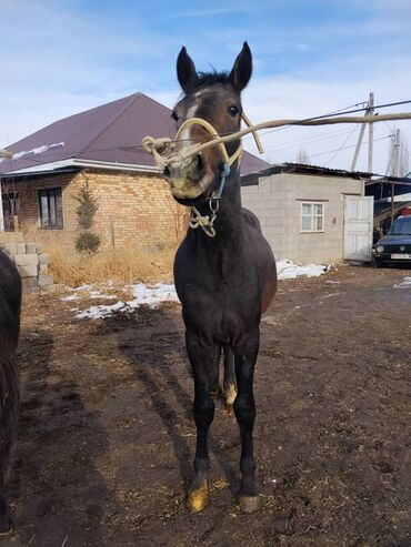 Лошади, кони: Продаю | Жеребенок | Полукровка | Для разведения | Племенные — 7