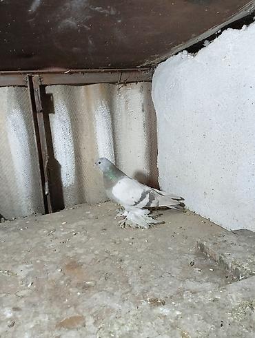 Птицы: Продаю молодых голубей 1 шт стоит пятьсот сом окончательно родители — 8