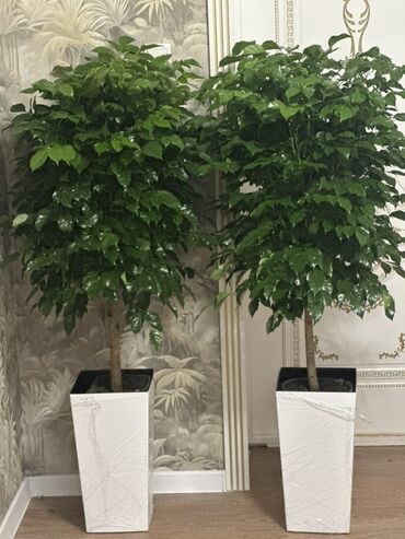 менин мекеним кыргызстан сурот: 🌿 Кофейное дерево (Coffea arabica) 🌿 Красивое, здоровое растение —