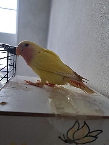 Tutuquşları: 3 aylıq bala dişi quş satılır. Ələ uyğunlaşan, mehriban quşdur.🦜 — 6
