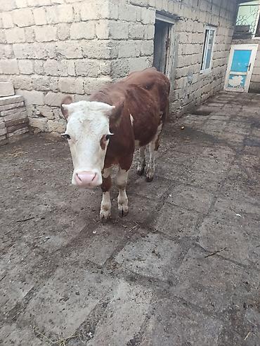 Dana, buzov: Dana, buzov, Dişi, Simental, ay: 9, Damazlıq — 3