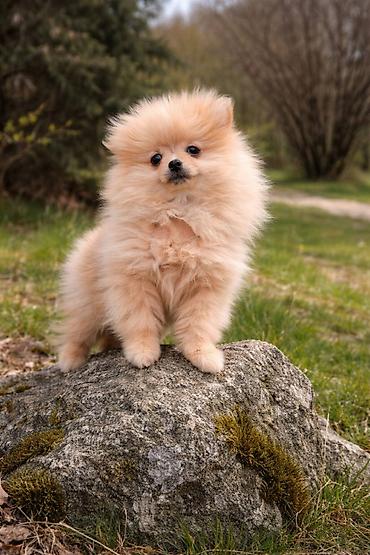 Psi: Pomeranac zenkica. Dostupna prelepa ženkica pomeranca. Starosti 4 mes — 9