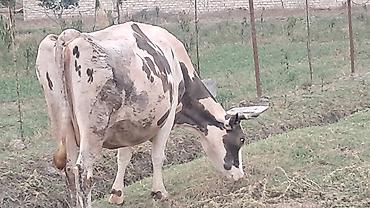 Inəklər, öküzlər: Üçüncü qarına doğacaq oktyabrın 20 si 9 ayı olacaq — 8