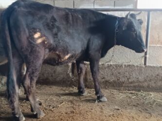 показы 1 354 72 договорная кошка даром британская короткошёрстная 1 год мальчик метис 2 позвонить написать: Продаю | Тёлка | Алатауская | Для разведения, Для молока | Стельные, Нетель