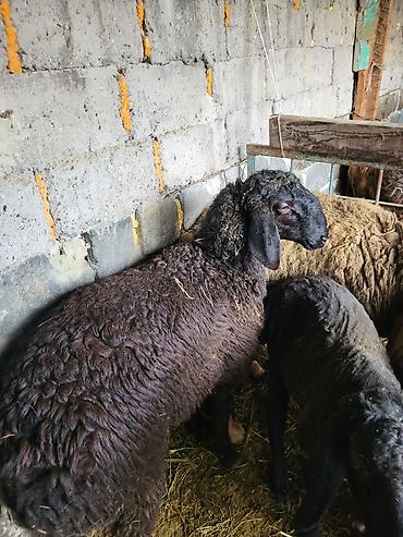 Баран, овца: Продаю | Баран (самец) | Гиссарская, Эдильбаевская, Арашан | Для разведения | Племенные, Осеменитель at lalafo.kg — 6 Баран, овца: Продаю | Баран (самец) | Гиссарская, Эдильбаевская, Арашан | Для разведения | Племенные, Осеменитель — 6