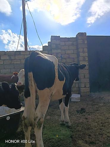 Mal-qara: Dana, buzov, Dişi, Simental, ay: 11, Damazlıq, Südlük, Ətlik, Ünvandan götürmə — 4