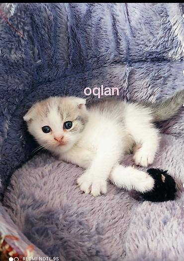 labrador satılır: Şotland yastı qulaq, Erkək, Dişi, Ünvandan götürmə — 3