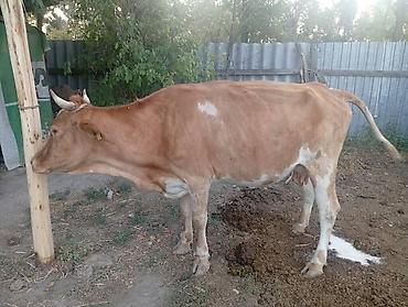 Продаю | Корова (самка) | Для молока — 3