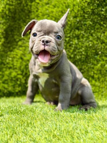 Psi: Odgajivačnica La Casa de Frida – FC Srbija Predstavlja prelepe štence — 10