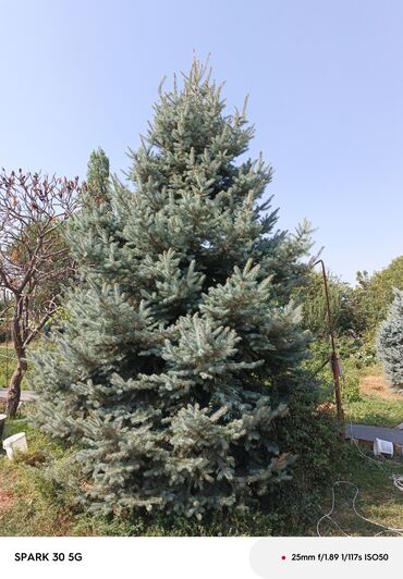 куплю голубые ели: Ель голубая (Picea pungens) — крупномер из частного сада. - Высота