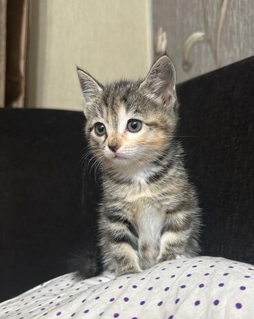Продажа кошек: Скотиш Страйт (Шотландская прямоухая), 1 месяц, Девочка, Приучена к лотку, Проглистована