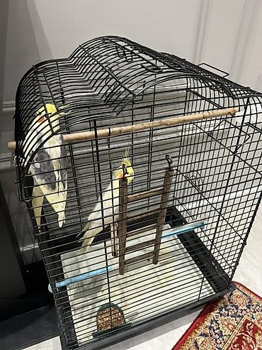 Клетки для домашних птиц с аксессуарами - Черная просторная клетка с