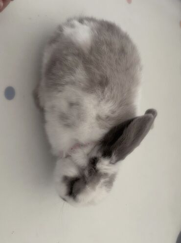 Декоративные кролики: Полный набор для содержания декоративного кролика. В комплекте: - — 10