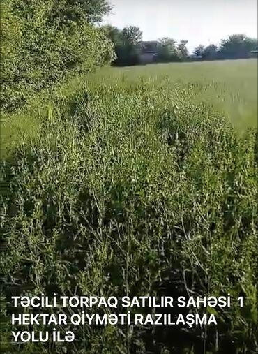 torpağ sahəsi: Mülkiyyətçi