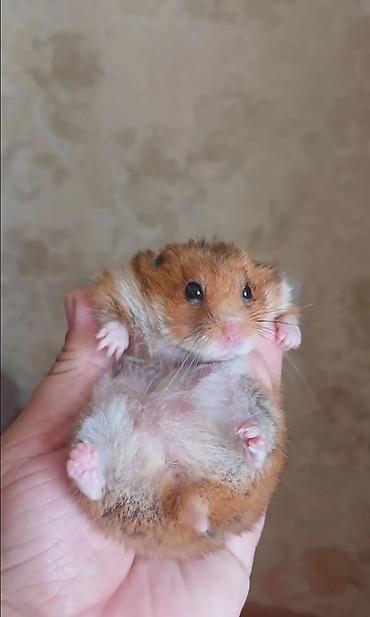 zvonok it satışı: Hamster qefesle bir yerde sahiblendirilir — 2
