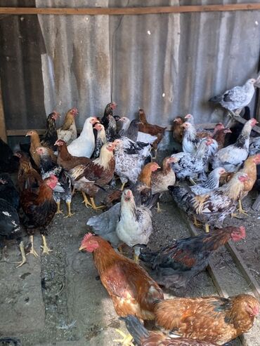 грызуны домашние: Продаю | Куры | Домашняя | На забой