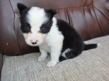 Psi: Štenci Border Collie oštenjeni 01. juna očišćeni od parazita više — 3