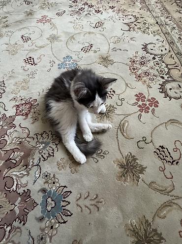 котёнок токмок: 3 месяца, Девочка, Приучена к лотку, Проглистована — 2