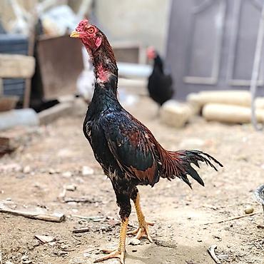 beçə: Salam hər vaxtınız xeyir SATILIRR yapon cinsidi 9 aylıq 2.300+ tüləyə — 1
