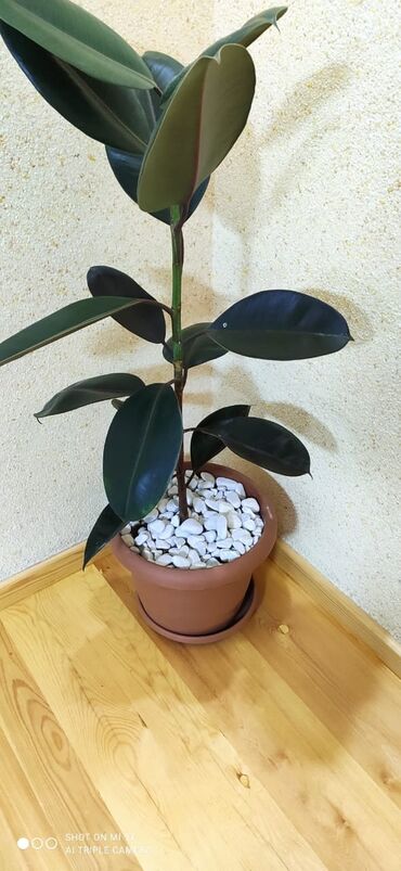 Dekorativ daşlar: Tam təbii Dekorativ ağ daşlar. Ağ və müxtəlif rənglərdə mövcuddur -da lalafo.az — 7 Dekorativ daşlar: Tam təbii Dekorativ ağ daşlar. Ağ və müxtəlif rənglərdə mövcuddur — 7