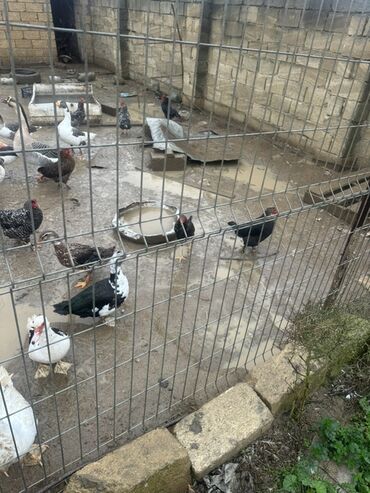 Ördəklər: Dişi, Ətlik — 2