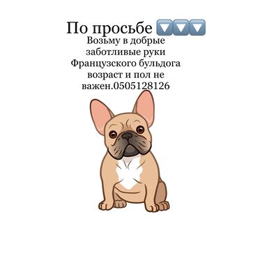 рынок собак в бишкеке: Бульдог, 3 жаш, Ургаачы