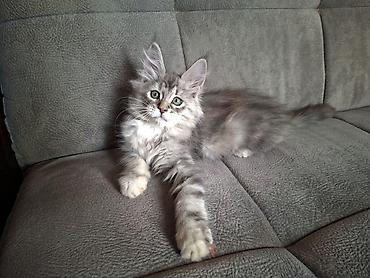 йоркширский терьер бишкек: Мейн-кун котёнок, серебристый мрамор (silver tabby) с эффектным — 4
