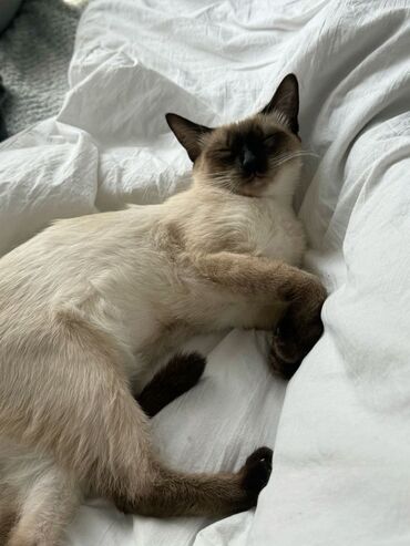 круглосуточный зоомагазин бишкек: Заботливая няня для ваших питомцев 🐾 Пока вы на работе или в отъезде —