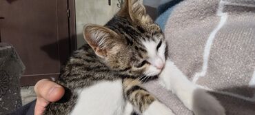 Pişiklər: Tabbi, Dişi, Yaxşı əllərə, Pulsuz çatdırılma — 22