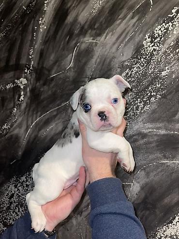 Psi: Francuski buldog štenci – merle i bele šare, plave oči - Rasa — 3