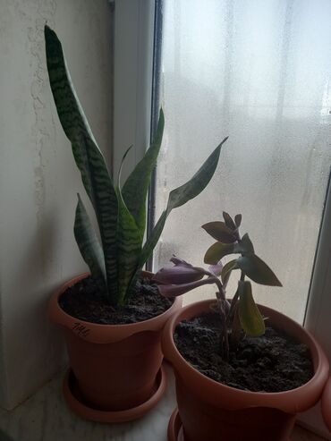 Otaq bitkiləri: İç məkan üçün canlı dekorativ güllər və sukulentlər - Amaryllis — 7