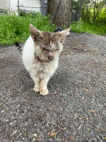 Мышыктар: Котику с Бета Сторес 2 нужна передержка после лечения или сразу новый