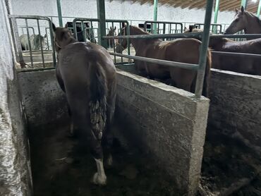 Лошади, кони: Продаю | Жеребенок, Кобыла (самка), Конь (самец) — 2