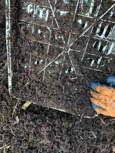 детский шкаф бишкек цена: Удобрение Гумус, Самовывоз, Платная доставка