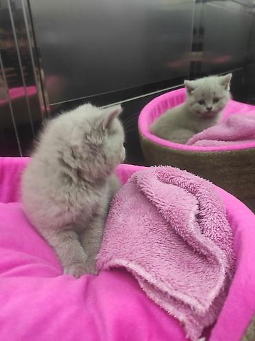 Pişiklər: Britan, Ödənişli çatdırılma — 12