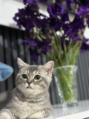 anqora pişiklər: Britan, Dişi, Yaxşı əllərə, Ünvandan götürmə, Ödənişli çatdırılma — 1