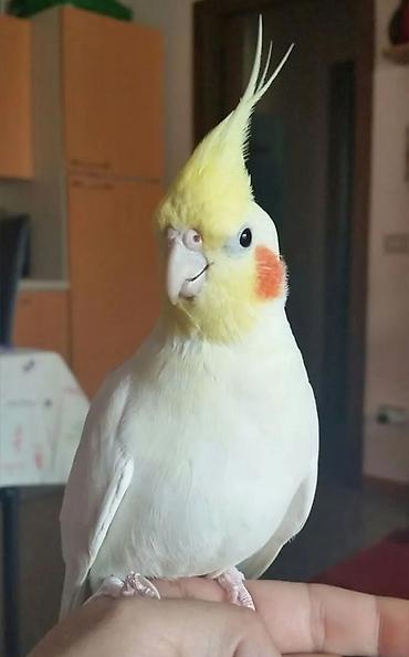 попугай ара купить: Nimfa (cockatiel) papağanı – əl öyrədilə bilən, ağıllı və mehriban ev — 4