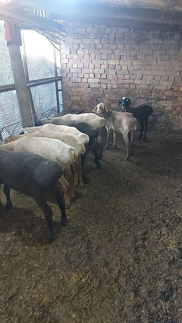 Баран, овца: Продаю | Баран (самец) | На забой | Кастрированные at lalafo.kg — 3 Баран, овца: Продаю | Баран (самец) | На забой | Кастрированные — 3