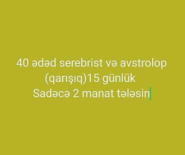 ördək cücəsi: Məhsul: Serebrist və Avstrolop cücələri (qarışıq) Miqdar: 40 ədəd Yaş — 1