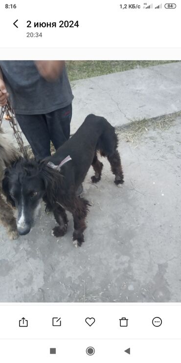 Собаки: Тайган экотен бир жаш экотен эркек 6000 мин эконо за двоих 6000тс