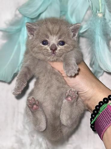 пушистые собачки: Британская короткошёрстная, 1 месяц, Девочка, Лиловый, Приучена к лотку, Проглистована, С документами — 5