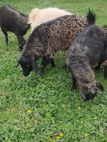 Козы, козлы: Продаю | Коза (самка), Козёл (самец), Козлёнок — 23