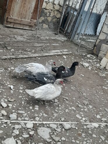 heyvanlara verilen adlar: Erkək, | Lal ördək, Macar, Damazlıq, Ünvandan götürmə, Pulsuz çatdırılma, Ödənişli çatdırılma