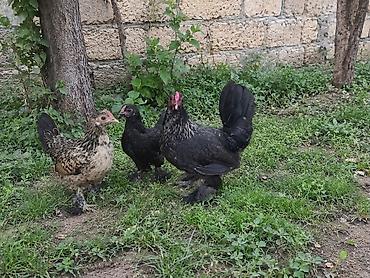 qoyun satis: Diqqətlə oxu.yaponka satılır üç ədəd ikisi yumurtayir bir eded 4ayliq — 2