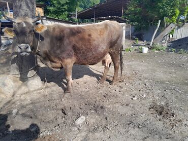 быки бишкек: Продаю | Корова (самка) | Алатауская | Для разведения, Для молока