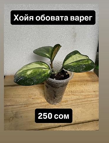 Хойи: Хойя (Hoya) Nui от 200 сом Хойя гунунг гадинг уклоенные по 250 сом — 18